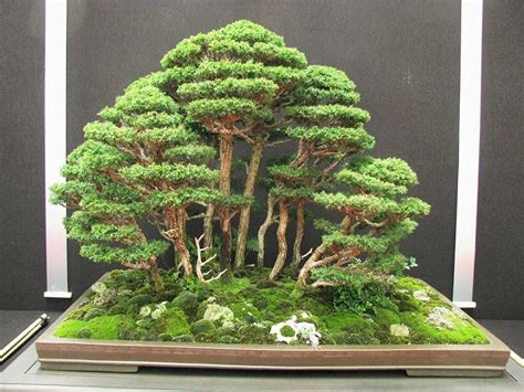 Where to buy bonsai tree - The things for which Japan is well known include its cuisine, aesthetic tradition, bonsai trees and its role in the Second World War. According to About.com expert Setsuko Yoshizuk...